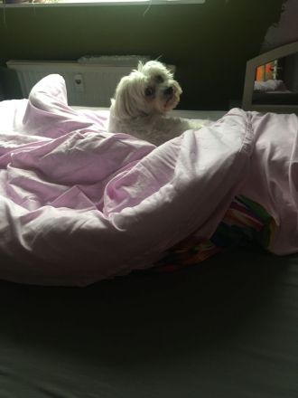 Ladies aufgepasst ! Erfahrener Womanizer möchte Nachwuchs