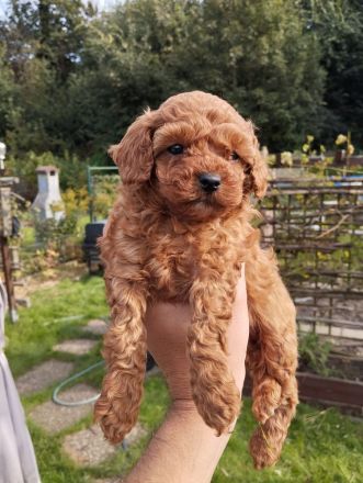 Welpen Toy Pudel Asiatisch Pudel(Rot/Red) suchen neues Zuhause