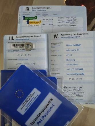 Welpen Toy Pudel Asiatisch Pudel(Rot/Red) suchen neues Zuhause