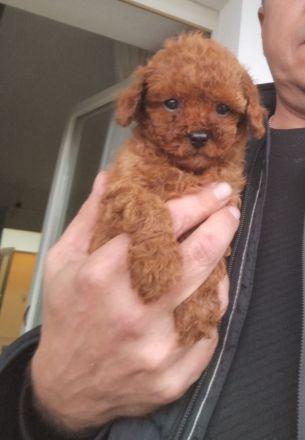 Welpen Toy Pudel Asiatisch Pudel(Rot/Red) suchen neues Zuhause