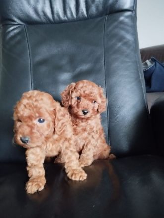 Welpen Toy Pudel Asiatisch Pudel(Rot/Red) suchen neues Zuhause