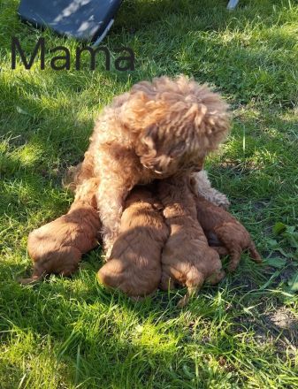 Welpen Toy Pudel Asiatisch Pudel(Rot/Red) suchen neues Zuhause