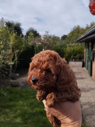 Welpen Toy Pudel Asiatisch Pudel(Rot/Red) suchen neues Zuhause