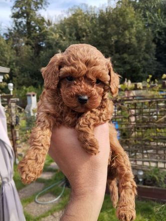 Welpen Toy Pudel Asiatisch Pudel(Rot/Red) suchen neues Zuhause