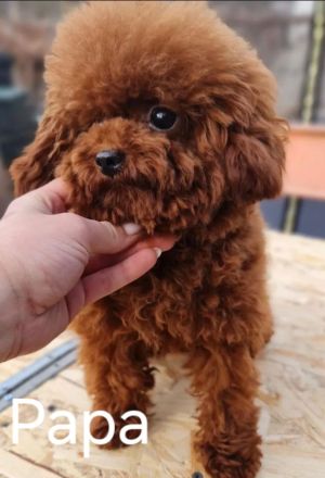 Welpen Toy Pudel Asiatisch Pudel(Rot/Red) suchen neues Zuhause