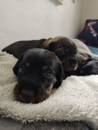 von der Waltenhamer Mühle