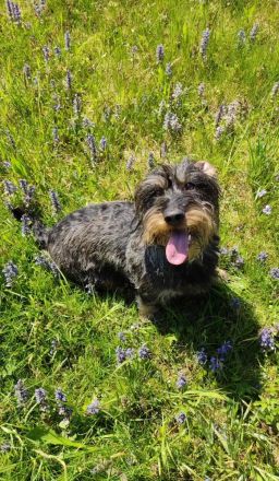 von der Waltenhamer Mühle