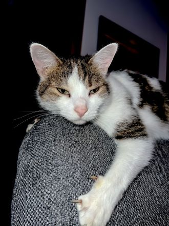 Europäische Kurzhaar Katzen