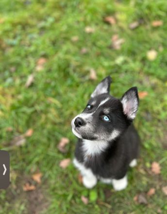 ✨5 wunder schöne Husky malamute Welpen✨