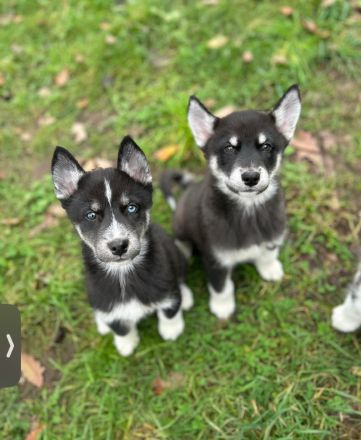 ✨5 wunder schöne Husky malamute Welpen✨