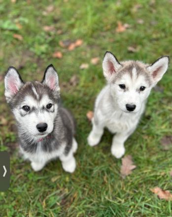 ✨5 wunder schöne Husky malamute Welpen✨