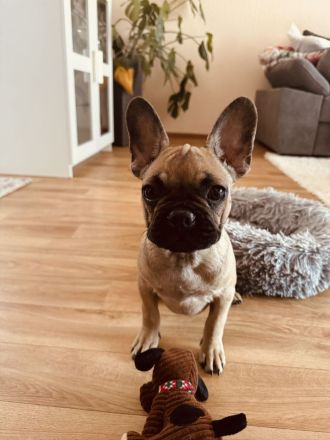 Französische Bulldogge 14 Wochen jung mit EU-Pass