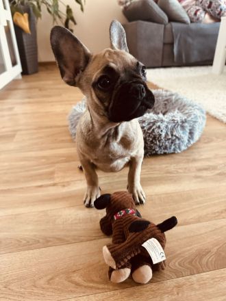 Französische Bulldogge 14 Wochen jung mit EU-Pass