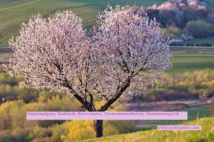 Energiearbeit für Tiere und Menschen