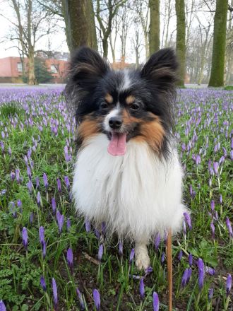 Wunderschöner tricolor Papillon Deckrüde (kein Verkauf)