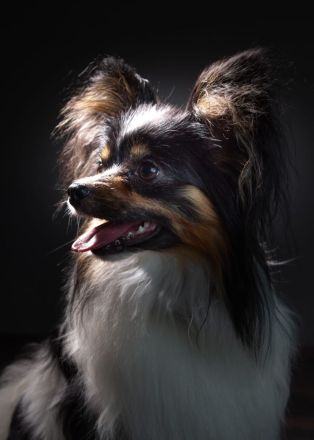 Wunderschöner tricolor Papillon Deckrüde (kein Verkauf)