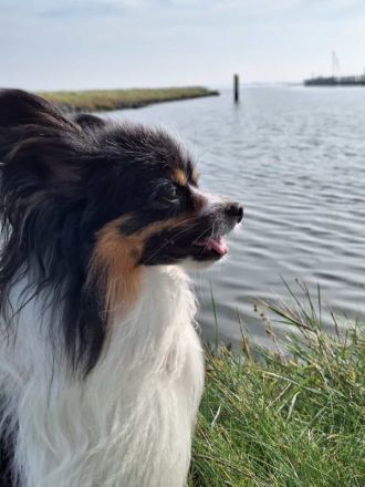 Wunderschöner tricolor Papillon Deckrüde (kein Verkauf)