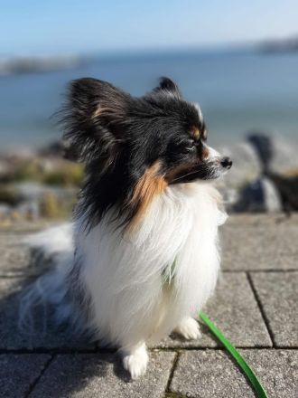 Wunderschöner tricolor Papillon Deckrüde (kein Verkauf)