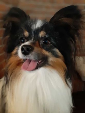 Wunderschöner tricolor Papillon Deckrüde (kein Verkauf)