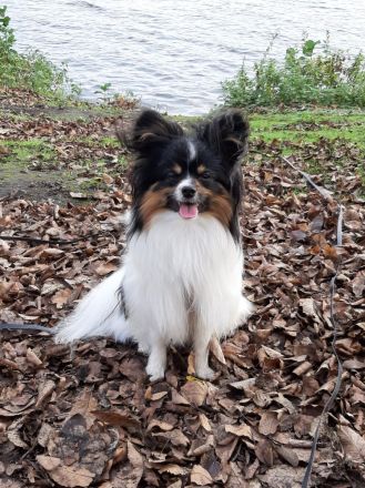 Wunderschöner tricolor Papillon Deckrüde (kein Verkauf)