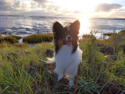 Wunderschöner tricolor Papillon Deckrüde (kein Verkauf)