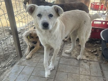 VANESSA ca. 2-jährige, hübsche Hündin, ca. 48 cm, wer hat ein Körbchen frei?