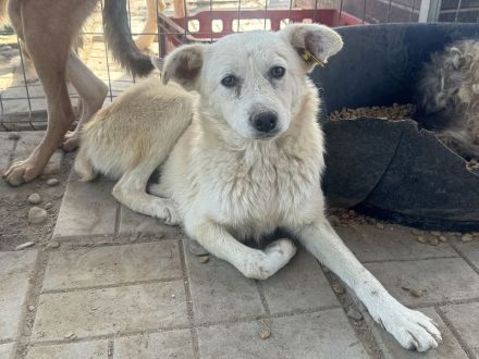 VANESSA ca. 2-jährige, hübsche Hündin, ca. 48 cm, wer hat ein Körbchen frei?