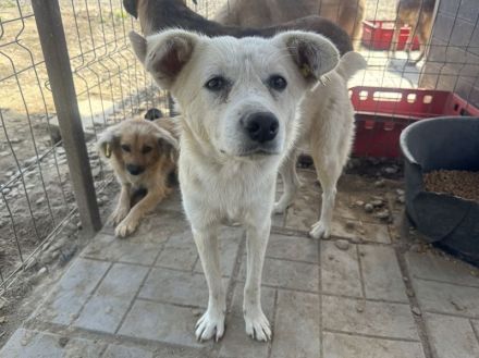 VANESSA ca. 2-jährige, hübsche Hündin, ca. 48 cm, wer hat ein Körbchen frei?