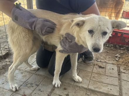 VANESSA ca. 2-jährige, hübsche Hündin, ca. 48 cm, wer hat ein Körbchen frei?