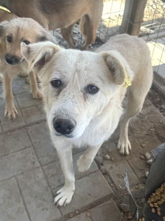 VANESSA ca. 2-jährige, hübsche Hündin, ca. 48 cm, wer hat ein Körbchen frei?