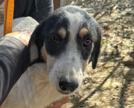 LAILA  ca. 1 1/2-jährige, hübsche, tricolour Hündin, möchte ins Leben starten