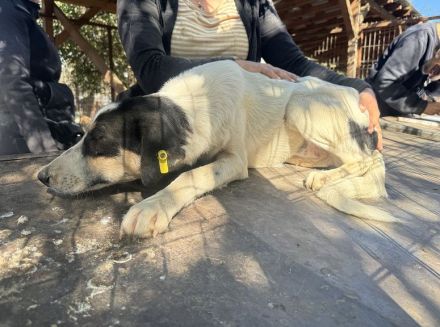 LAILA  ca. 1 1/2-jährige, hübsche, tricolour Hündin, möchte ins Leben starten