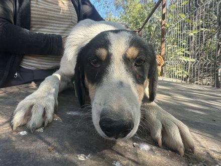 LAILA  ca. 1 1/2-jährige, hübsche, tricolour Hündin, möchte ins Leben starten