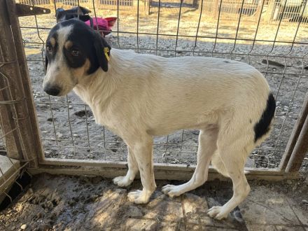 LAILA  ca. 1 1/2-jährige, hübsche, tricolour Hündin, möchte ins Leben starten