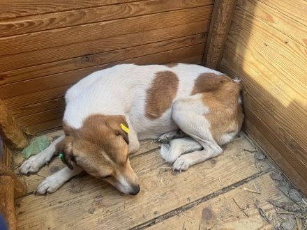 EMILIA  aktuell zu dünn, ca, 1-jährige, hübsche Hündin, wird bestimmt eine tolle Begleiterin