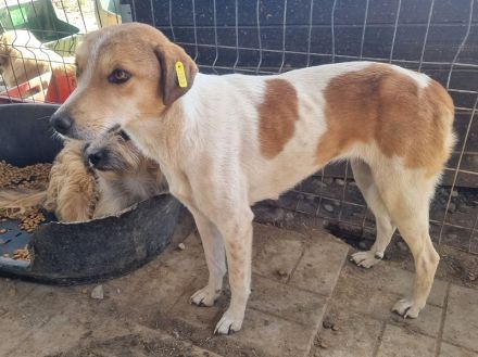 EMILIA  aktuell zu dünn, ca, 1-jährige, hübsche Hündin, wird bestimmt eine tolle Begleiterin