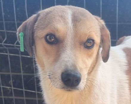 EMILIA  aktuell zu dünn, ca, 1-jährige, hübsche Hündin, wird bestimmt eine tolle Begleiterin