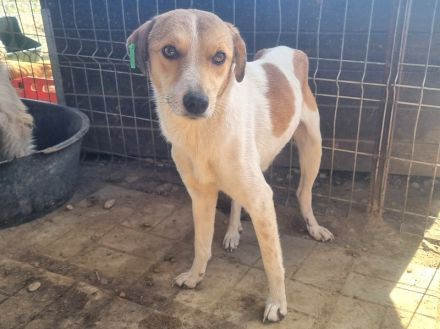 EMILIA  aktuell zu dünn, ca, 1-jährige, hübsche Hündin, wird bestimmt eine tolle Begleiterin