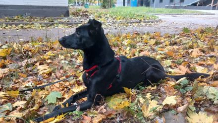 Hund aus Russland, sucht Eltern