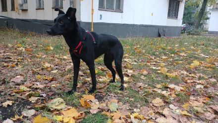 Hund aus Russland, sucht Eltern