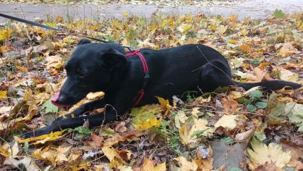 Hund aus Russland, sucht Eltern