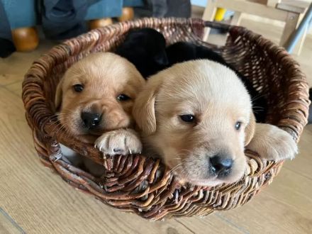 Reinrassige labrador Retriever Welpen zu verkaufen