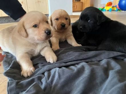 Reinrassige labrador Retriever Welpen zu verkaufen
