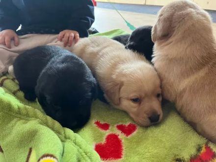 Reinrassige labrador Retriever Welpen zu verkaufen