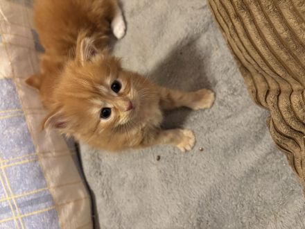 Maine Coon Kitten Red Tabby