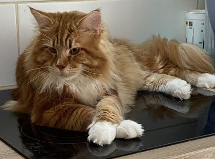 Maine Coon Kitten Red Tabby