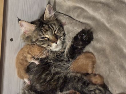 Maine Coon Kitten Red Tabby