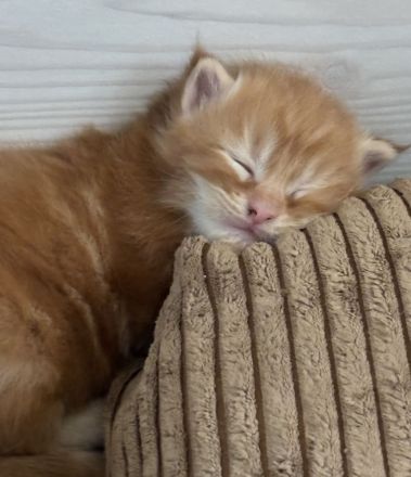 Maine Coon Kitten Red Tabby