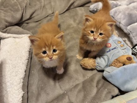 Maine Coon Kitten Red Tabby