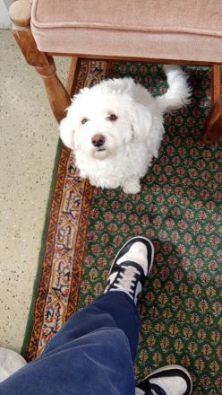 Westiepoo 8 Monate alt